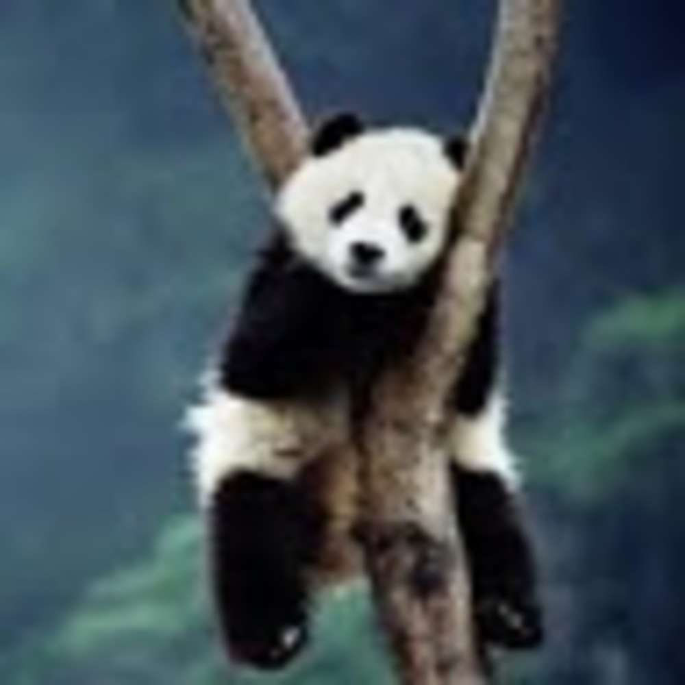 Meet your Posher, Jeffy